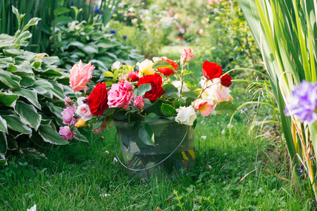 Beautiful roses in plastic bucketの写真素材