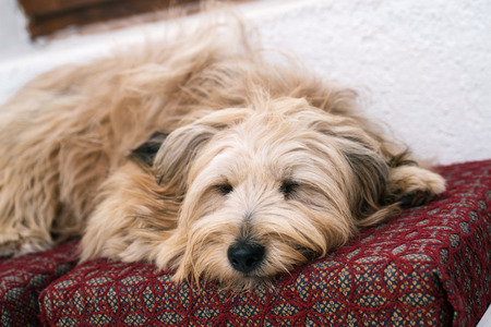 Cute dog in house sleepingの写真素材