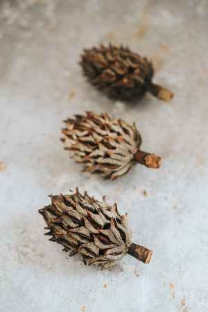 Dried magnolia buds on metal surfaceの写真素材