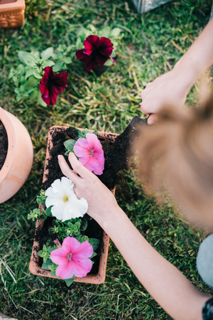 Woman planting petunia plants into flowerpotの写真素材