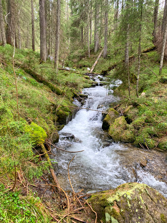 Mountain stream in the Carpathian forest, with crystal clear water cascading over moss covered rocks surrounded by dense greenery.の写真素材