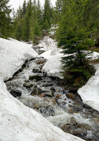 Clear mountain stream flows among melting snow and evergreen fir trees in the Carpathians. The arrival of spring transforms the winter landscape into lively scene of nature's renewal.の写真素材