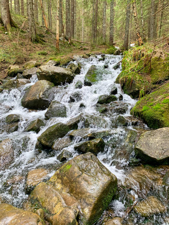 Mountain stream in the Carpathians with clear water from melting snow flowing over rocks in the forest.の写真素材