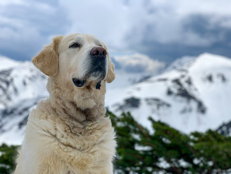 Golden retriever posing in the snowy Carpathian Mountains in spring. The view includes Mount Shpytsi of the Chornohora ridge, dramatic clouds, and alpine pine.の写真素材