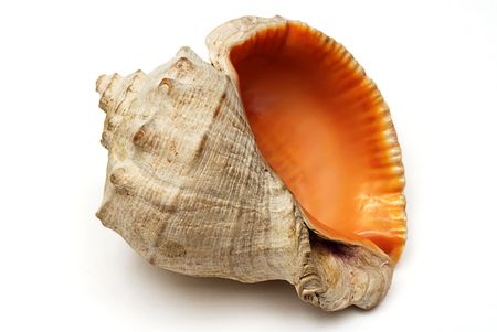 isolated shell as a suvenir from summer tripの写真素材