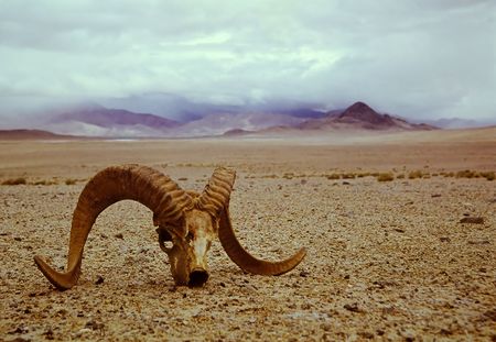 argali's skull in the Asian stony desertの写真素材