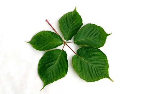 green leaves isolatedの写真素材