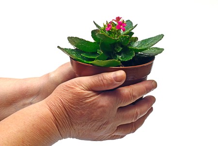 hands with flower on whiteの写真素材