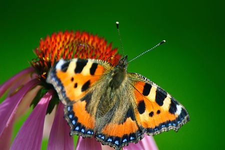 orange butterfly sits on a flowerの写真素材