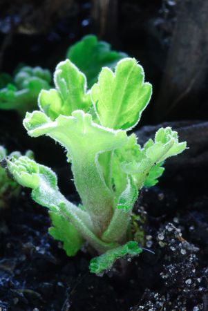   New life concept - green seedling growing out of soilの写真素材