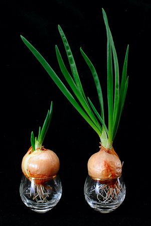 green sprout onion on a black backgroundの写真素材