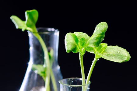 green sunflower plant sprouts isolated on black backgroundの写真素材