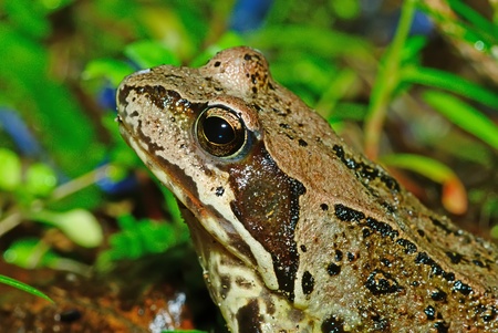 A frog in green grass, looking for some food. の写真素材