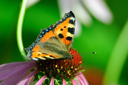 orange butterfly sits on a flowerの写真素材