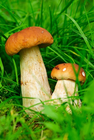cep boletus. mushroom in forest in autumnの写真素材