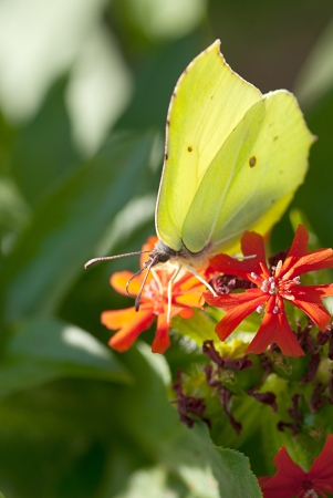 Butterfly on a flower の写真素材