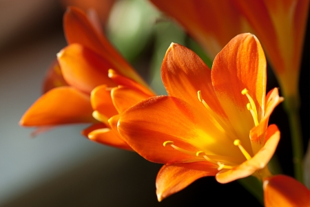 A closeup of sunlit Kafir Lillies の写真素材