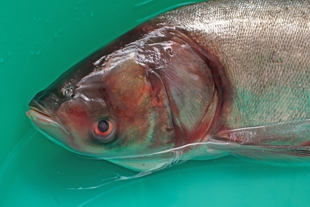 Fish silver carp,hypophthalmichthys molitrix in waterの写真素材