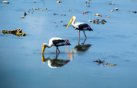 Crane hovering in the lake.の写真素材
