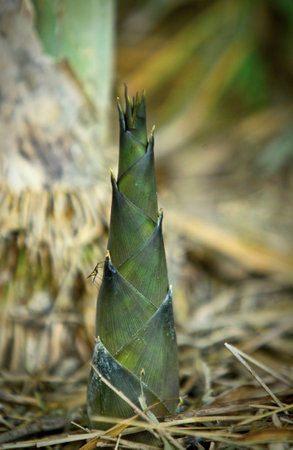 Close up. bamboo tree budsの写真素材