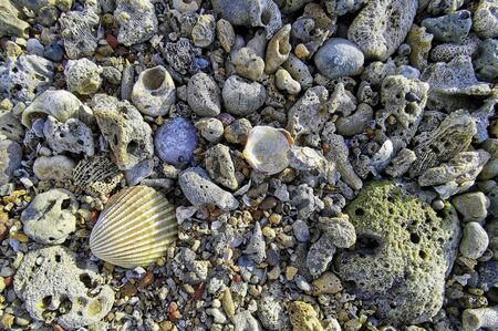 Close up. Dead coral at the beach