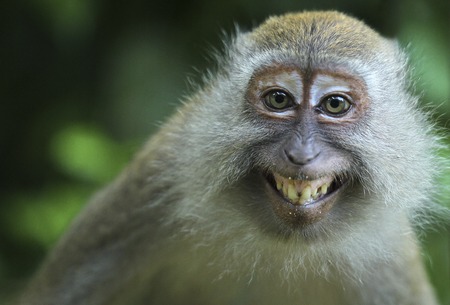 Young monkeys look like smiles in the forest