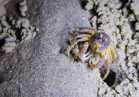 Small crab on the sand beach