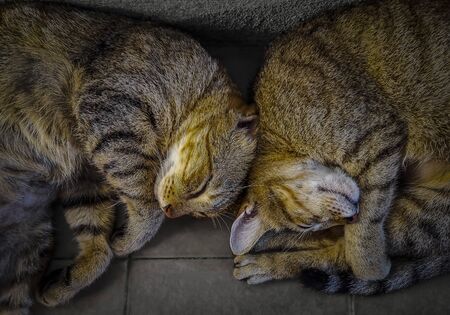 Two cat sleep at the floorの写真素材