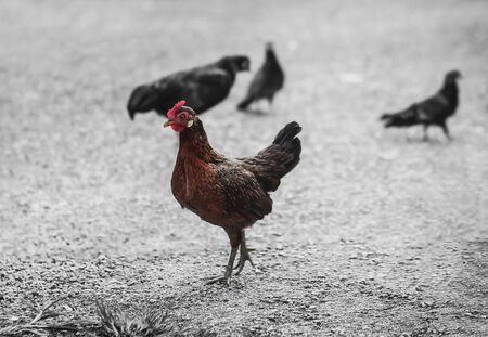 Tele lens a young chickens at open areaの写真素材