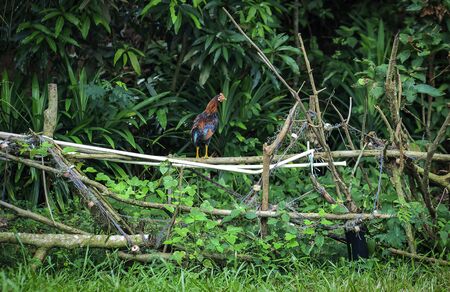 a chicken perched on a stick behind the forestの写真素材