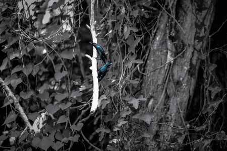 Selective colour. Two birds perched on a dead tree trunkの写真素材