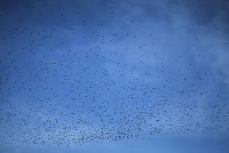 Motion blur. Film Grain. Noise. Blurred. Thousands of eagles fly in the daytime with clouds and blue sky backgroundの写真素材