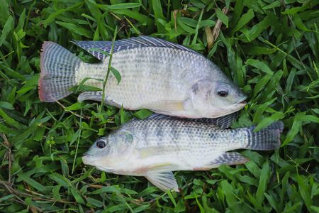 Close up. Fish Tilapia on the grassの写真素材