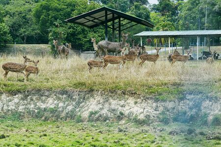 The deer in the cageの写真素材