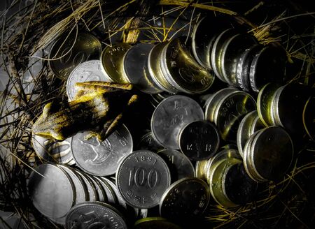 Selective focus. Frog above the coins moneyの写真素材