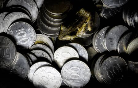 Selective focus. Frog above the coins moneyの写真素材