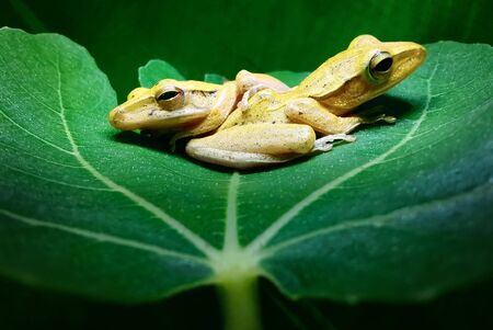 Two  yellow frogs on the green leaves at night