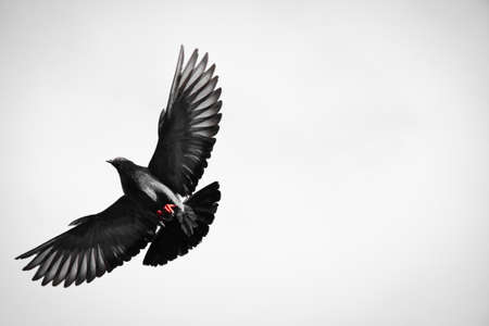 Silhouette. Bird fly at the open skyの写真素材