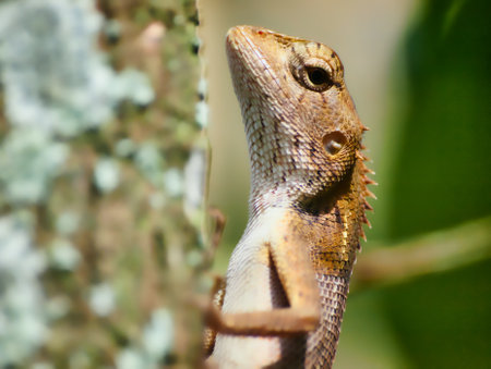 Brown chameleon on a branch