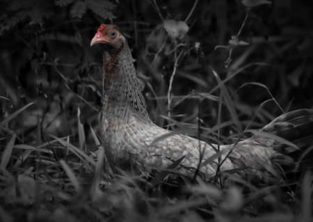 Young mom chickens at the forest
