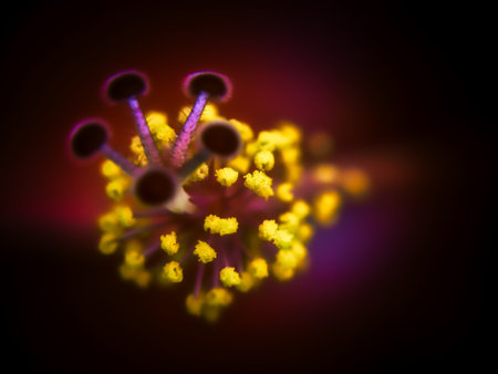 Hibiscus pollen in the landscapeの写真素材