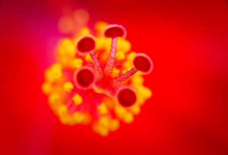 Hibiscus pollen in the landscapeの写真素材