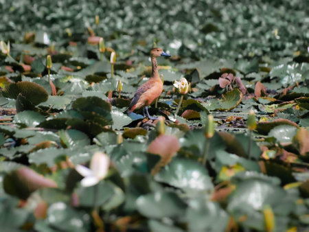 Wild ducks standing in the lake area are filled with lotus treesの写真素材