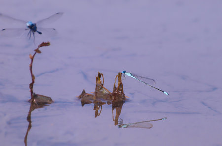 Dragonflies perched on watery groundの写真素材