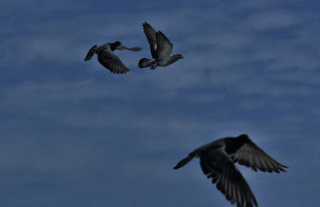 Bird pigeons flying at the Blue skyの写真素材