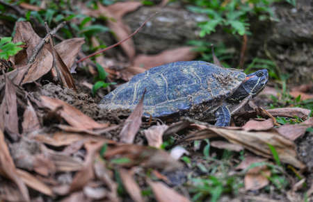 Turtles (Pond Slider) are laying eggs on landの写真素材