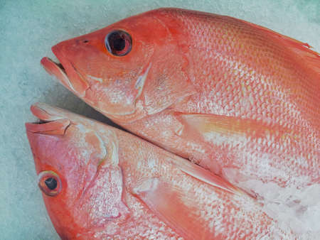 Close up. Three fish on ice