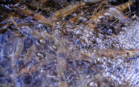 Shrimp in water