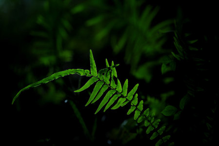 Wildleaf at the rainforest areaの写真素材