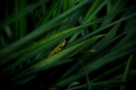 Grasshoppers land on pineapple leaves